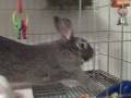 MacKenzie Bunnies - Lullaby - After Salad Stretch