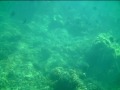 TURTLE!!