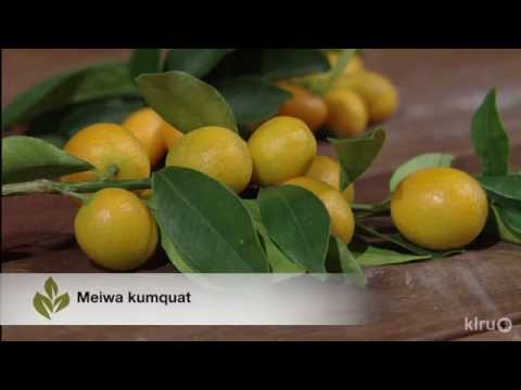 how to take care of kumquat tree