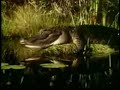 American Alligator American Alligator