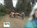 videos de gloria voluntaria.mpg