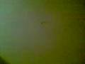 isaa