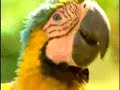 :. Clipe: Música & Natureza - Corciolli .: :. Clipe: Música & Natureza - Corciolli .: