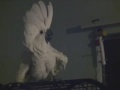 Headbanger Bird Rocks to Static-X