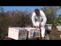 beekeeper pantelis