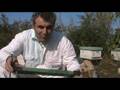 beekeeper pantelis