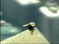 Hornet on the 110th floor of the Empire State Building NYC