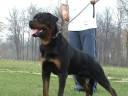  rottweiler dog show weisenstadt dogs animal breeding klubsieger video