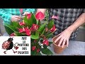 Download Conseils Jardinage Entretien Et Arrosage Anthurium Million Flowers Plante Verte D Intérieur Mp3 Song