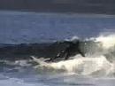 Thurso east surfers