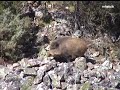Ver vídeo