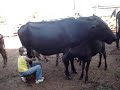 Vaqueira Mirim