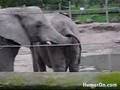 ELEPHANTS EATING POOH!
