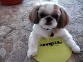Shih Tzu Tricks