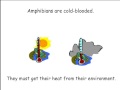 What is an Amphibian?