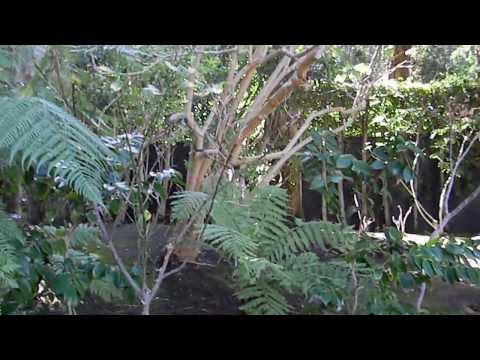 how to fertilize brugmansia