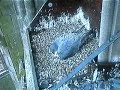 peregrine-falcons.html