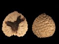 Hechos que sustentan la Teoría de la Evolución - Parte 3 - HQ - Con Subtítulos