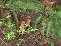 Vizsla puppies