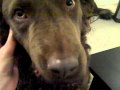 2010-03-09 | Chesapeake bay retriever smiles when you scratch her ear ~> watch this chessie smile (<span>0:)
