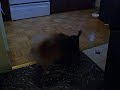 playful dogs playful dogs