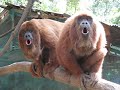 Howler monkeys announcing themselves Howler monkeys announcing themselves