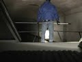 Crownline Goes Underground