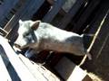 videos de Mini Pigs ''Thimble Pigs''