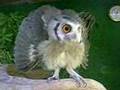 アフリカオオコノハズク　OWLS　威嚇
