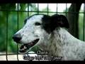 GINN opvang honden op de Mildert