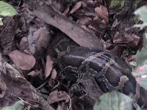 Indian Python