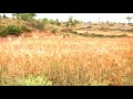 Amaizing Quail hunting pakistan Amaizing Quail hunting pakistan