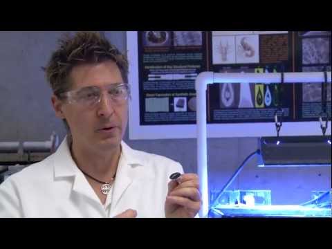 Inspired by nature: chiton teeth, snail shell peptides
