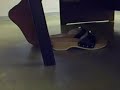 scholls bajo la mesa