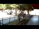 videos de montc y su raton