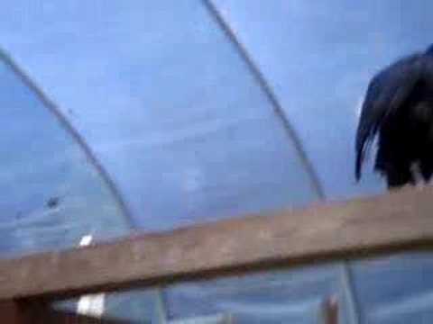 elephant bird