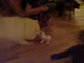 Teksta vs Samoyed Teksta vs Samoyed