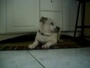Chopper after Bath :]