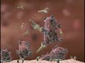 Balance is Key! The role of inflammation in immune response Dietary Proteins