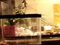 Crested Gecko Rescue part1