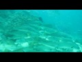 Freediving with Jewies and Jacks