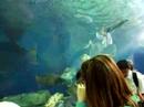 Shinagawa Aquarium3 Shinagawa Aquarium3