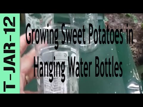 how to grow a sweet potato vine in a jar