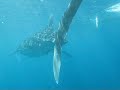 Another whaleshark at Southern Leyte