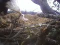 A hungry little eaglet is fed by both parents
