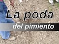 Poda del pimiento