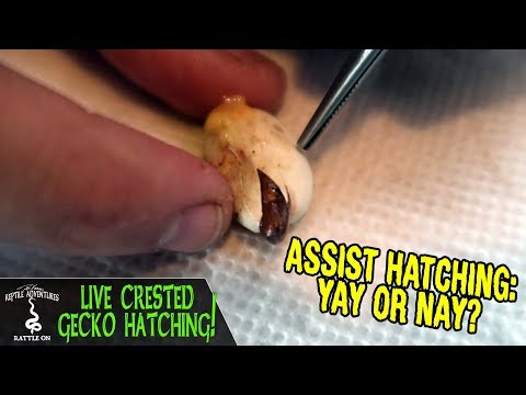YouTube reptile video