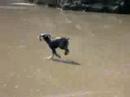 Teddy Big Wave Beach