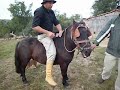 Click here to watch this video Tombo de Cavalo 'Ginete Pirati-rs RAPOSÃO'
