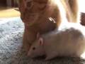Rat loves cat!-part 2